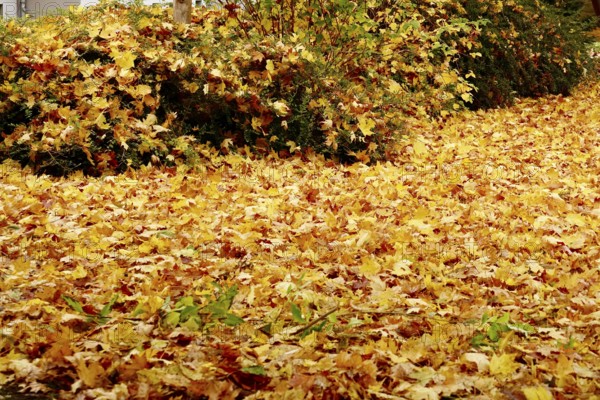 Autumn time, autumn leaves, October, Germany