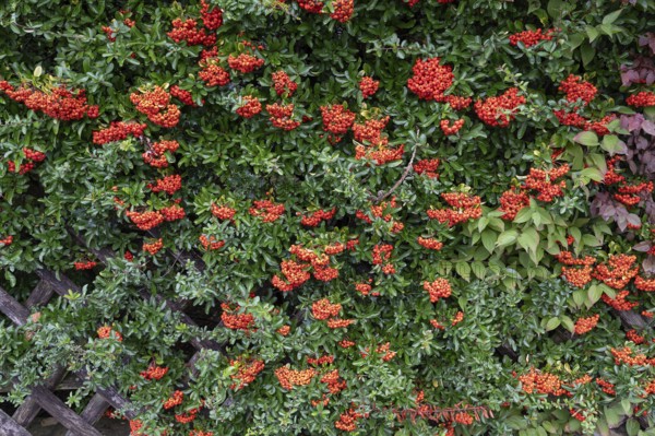 Firethorn (Pyracantha), Bavaria, Germany