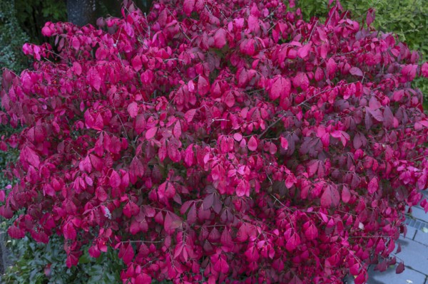Spindle wing shrub (Euonymus alatus), Bavaria, Germany