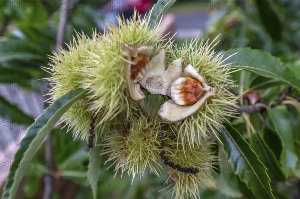 Fruit of a cracked sweet chestnut, Bavaria, Germany