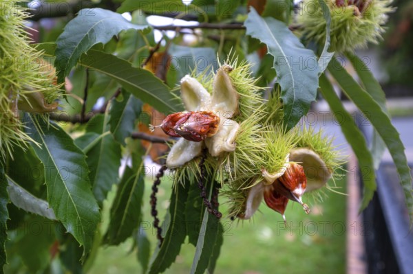 Fruits of cracked sweet chestnuts (Castanea sativa), Bavaria, Germany