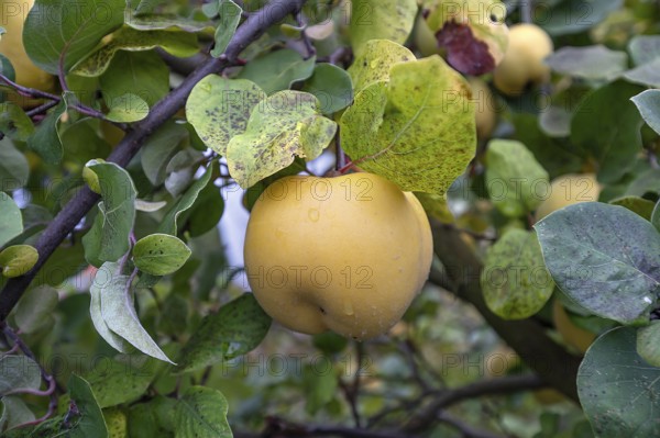 Ripe apple quinces (Cydonia oblonga.) on a tree, Bavaria, Germany