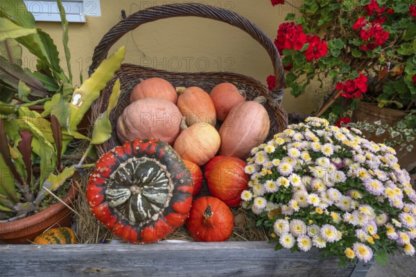 Decorated pumpkins in a basket, Bavaria, Germany