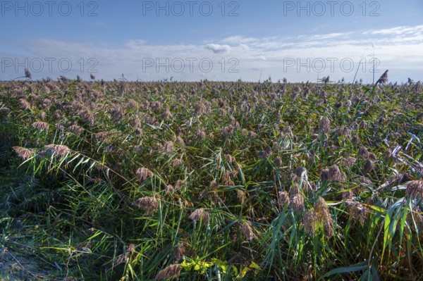 Reed, thatch (Phragmites australis) on the lagoon, Ahrenshoop, Darß, Mecklenbnurg-Western Pomerania, Germanloeanmd