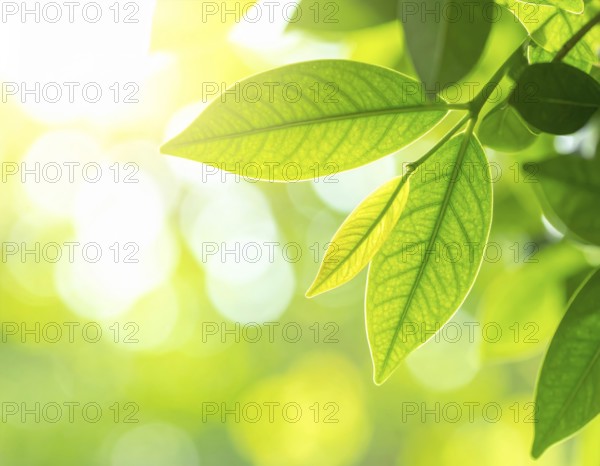 Natural green leaves plants, spring ans summer background cover page, golden soft light, green and yellow hues, ecology wallpaper illustration, AI Generated image