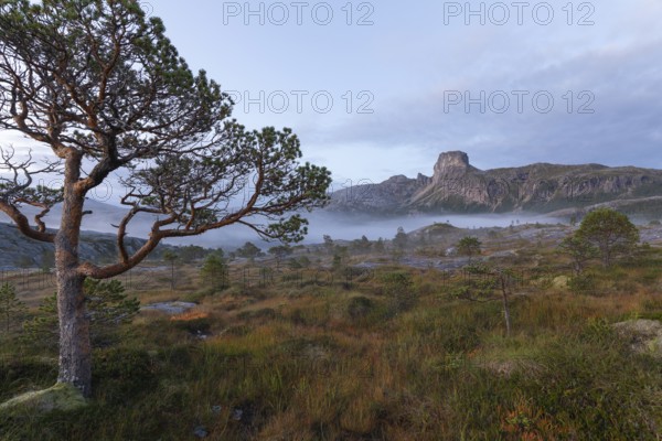 Magical morning fog on Steigtindvatnet in front of the majestic Steigtinden in Norway near Bodø. Typical pine forest and moss-covered rocks