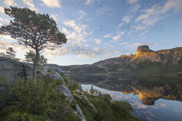 Morning dream over the quiet Steigtindvatnet near Bodø. Pine and reflection of Mount Steigtinden in the lake