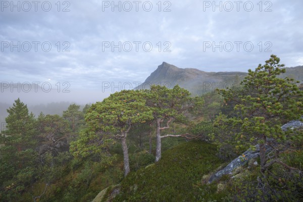 Fairytale dwarf pine forest in morning fog on Steigtindvatnet in front of the majestic Litltind in Norway near Bodø