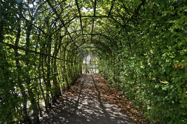 Pergola in Rheinsberg Castle Park, Ruppiner Land, Brandenburg, Germany
