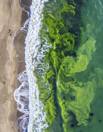 Green algae on the shore of an ocean. Fascinating phenomenon of wilderness nature, green plants, white sands, blue water and rocky cliffs, Aerial view of a beautiful abstract landscape, AI generated