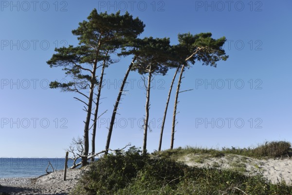 Windflüchter, pine trees on the Darß on the Baltic Sea, Mecklenburg-Western Pomerania, Germany
