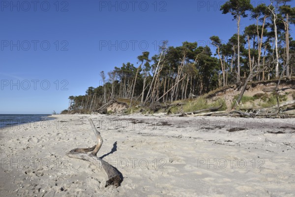 The west beach on the Darß peninsula on the Baltic Sea, Mecklenburg-Western Pomerania, Germany