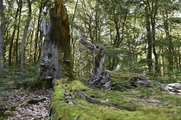 Dead wood in beech forest, Darß primeval forest, Darßer Wald, Mecklenburg-Western Pomerania, Germany