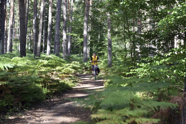 Woman riding a bicycle in a pine forest, Darß Primeval Forest, Mecklenburg-Western Pomerania, Germany