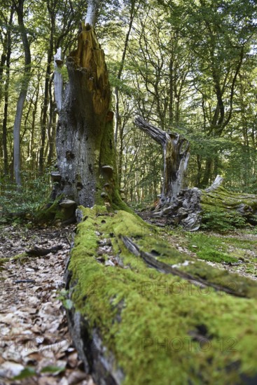 Dead wood in beech forest, Darß primeval forest, Darßer Wald, Mecklenburg-Western Pomerania, Germany