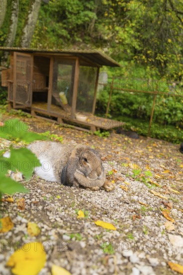 A hare sitting in an outdoor enclosure surrounded by fallen leaves, Wimsener Höhle, Hayingen, Germany