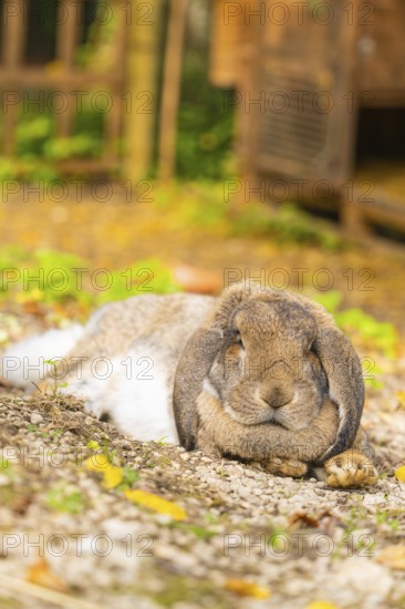Close-up of a rabbit resting in a natural setting, Wimsener Höhle, Hayingen, Germany