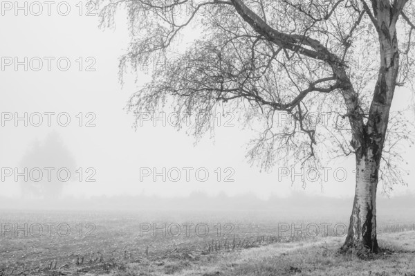 A single tree stands in a foggy field, creating a melancholy and lonely atmosphere in a monochrome style, Münsterland, North Rhine-Westphalia, Germany