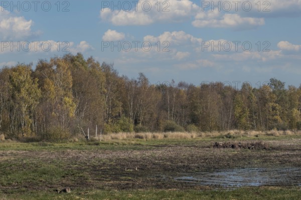 Zwillbrocker Venn, nature reserve, Zwillbrock, Vreden, Münsterland, North Rhine-Westphalia, Germany