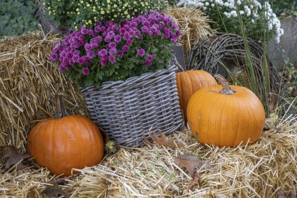 Orange pumpkins and purple chrysanthemums in a basket on straw bales, Münsterland, North Rhine-Westphalia, Germany