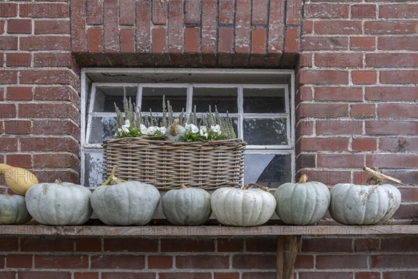 Pumpkins on wooden shelf in front of a window on brick wall. Basket with flowers, Münsterland, North Rhine-Westphalia, Germany