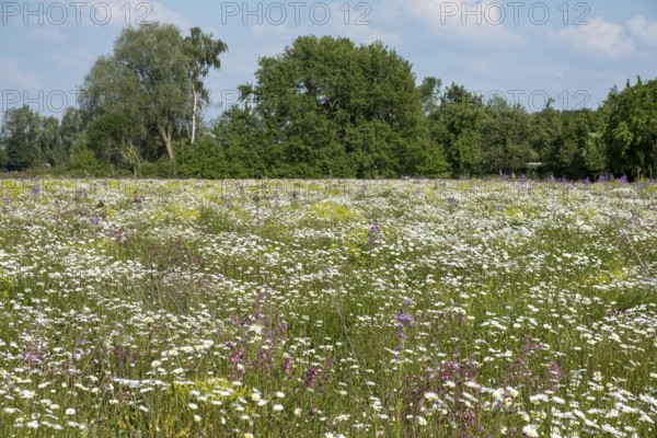Flower meadow with daisies (Leucanthemum), Münsterland, North Rhine-Westphalia, Germany
