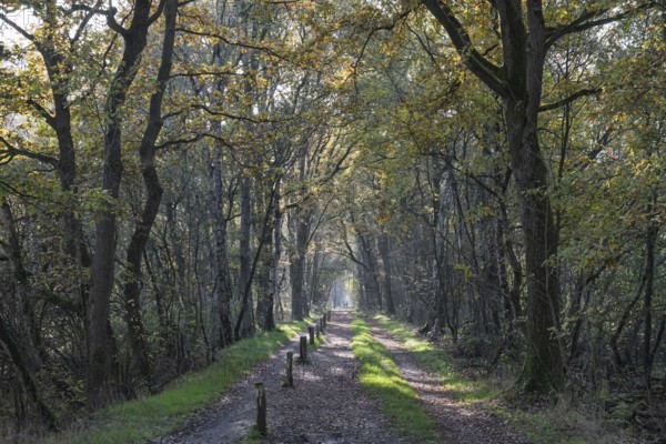 Zwillbrocker Venn, nature reserve, Zwillbrock, Vreden, North Rhine-Westphalia, Germany
