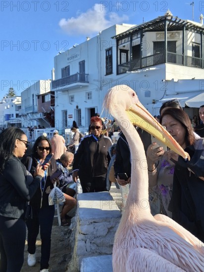 Pelican in front of Little Venice, Chora, Mykonos Town, Mykonos, Cyclades Islands, Greece