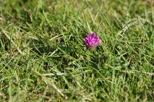 The red blossom of meadow clover, also known as red clover, sets an interesting color accent on a green meadow