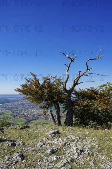 Picturesque scenery on the eaves of the Swabian Jura near Olgafels on Rossfeld in Metzingen-Glems, Baden-Württemberg, Germany