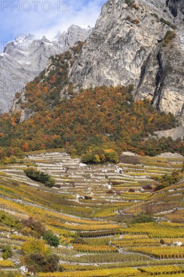 Beautiful vineyard landscape vertical, vine displays stunning colours, yellow and orange. In background large mountain with snow on top. Rhone valley, Chamoson, Switzerland