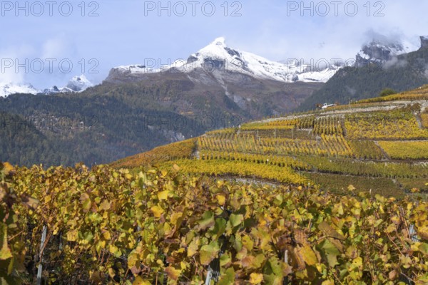 Idyllic vineyard landscape in autum colours in yellow and orange. In background large mountain with snow on top. Rhone valley, Chamoson, Switzerland