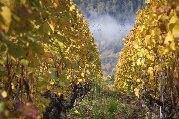 Autumn vineyard, path in beautiful colours yellow and orange. In background forest in autumn colours. Rhone valley, Chamoson, Switzerland