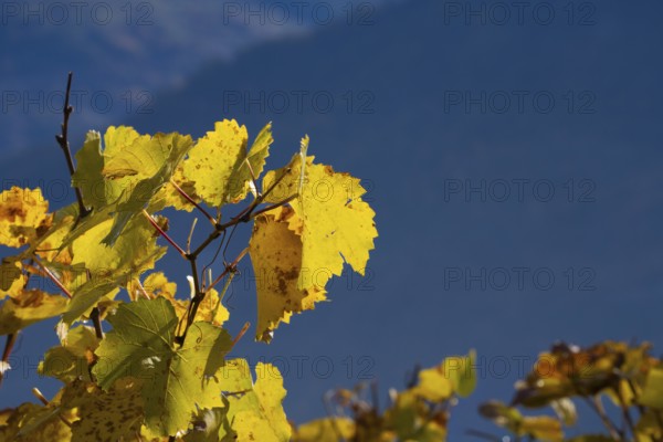 Vine leaves in autum colour yellow and orange. In background large mountain as dark background. Rhone valley, Chamoson, Switzerland