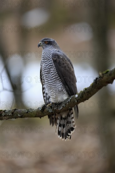 Hawk (Astur gentilis), adult, female, on tree, in winter, alert, Bohemian Forest, Czech Republic, Europe, Germany