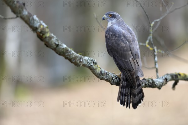 Hawk (Astur gentilis), adult, female, on tree, in winter, alert, Bohemian Forest, Czech Republic, Europe, Germany
