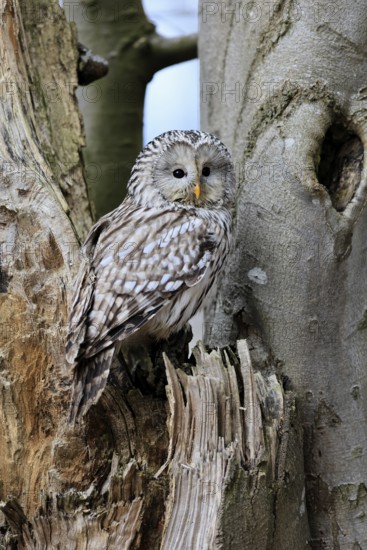 Hawk owl (Strix uralensis), adult, in winter, on tree trunk, Bohemian Forest, Czech Republic, Europe, Germany