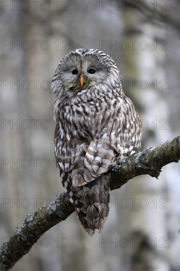 Hawk owl (Strix uralensis), adult, in winter, on tree, Bohemian Forest, Czech Republic, Europe, Germany