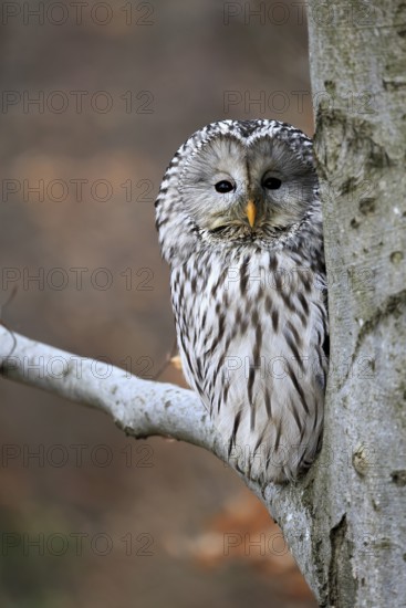 Hawk owl (Strix uralensis), adult, in winter, on tree, on tree trunk, Bohemian Forest, Czech Republic, Europe, Germany
