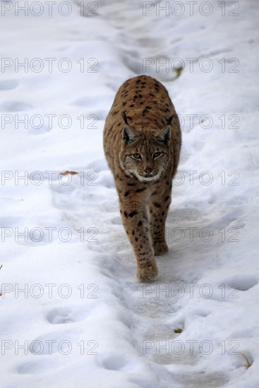 Carpathian lynx (Lynx lynx carpathicus), adult, in winter, in snow, running, stalking, alert, Bavarian Forest, Bavaria, Germany, Europe, Germany