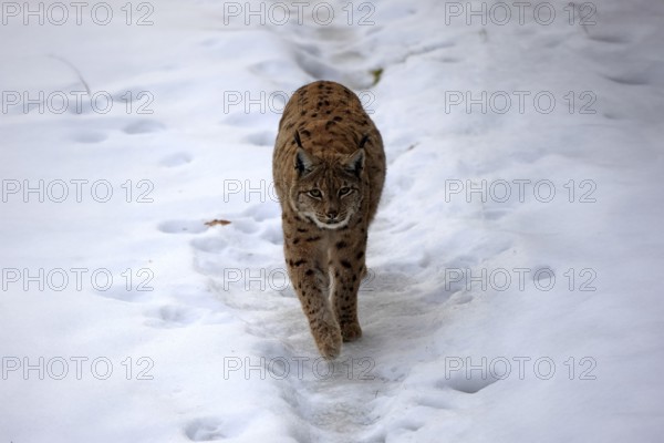 Carpathian lynx (Lynx lynx carpathicus), adult, in winter, in snow, running, stalking, alert, Bavarian Forest, Bavaria, Germany, Europe, Germany