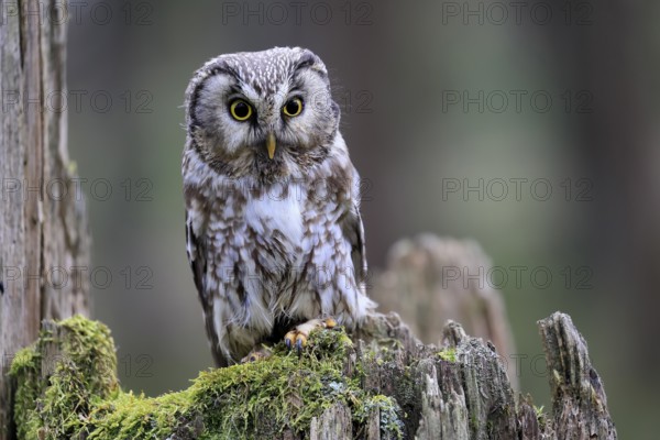Roughfoot owl (Aegolius funereus), groufoot owl, adult, perch, tree trunk, alert, in winter, Bohemian Forest, Czech Republic, Europe, Germany