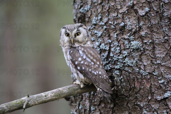 Roughfoot owl (Aegolius funereus), groufoot owl, adult, on tree, alert, in winter, Bohemian Forest, Czech Republic, Europe, Germany