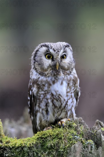 Roughfoot owl (Aegolius funereus), groufoot owl, adult, perch, tree trunk, alert, in winter, Bohemian Forest, Czech Republic, Europe, Germany