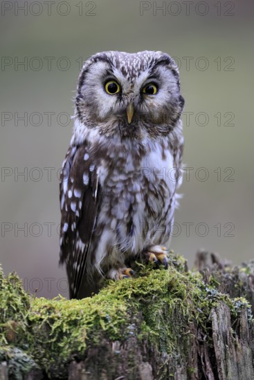 Roughfoot owl (Aegolius funereus), groufoot owl, adult, perch, tree trunk, alert, in winter, Bohemian Forest, Czech Republic, Europe, Germany
