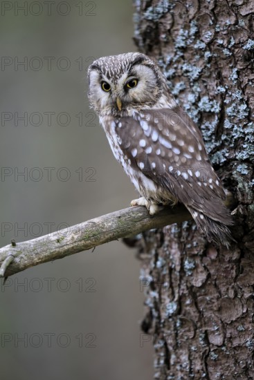 Roughfoot owl (Aegolius funereus), groufoot owl, adult, on tree, alert, in winter, Bohemian Forest, Czech Republic, Europe, Germany