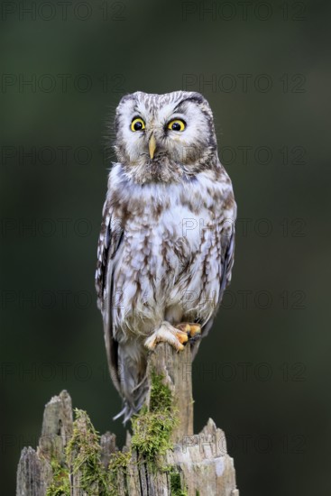 Roughfoot owl (Aegolius funereus), groufoot owl, adult, perch, alert, in winter, Bohemian Forest, Czech Republic, Europe, Germany