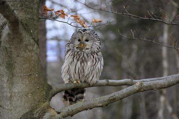 Hawk owl (Strix uralensis), adult, in winter, on tree, Bohemian Forest, Czech Republic, Europe, Germany