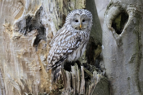 Hawk owl (Strix uralensis), adult, in winter, on tree trunk, Bohemian Forest, Czech Republic, Europe, Germany
