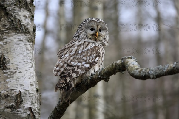 Hawk owl (Strix uralensis), adult, in winter, on tree, calling, Bohemian Forest, Czech Republic, Europe, Germany